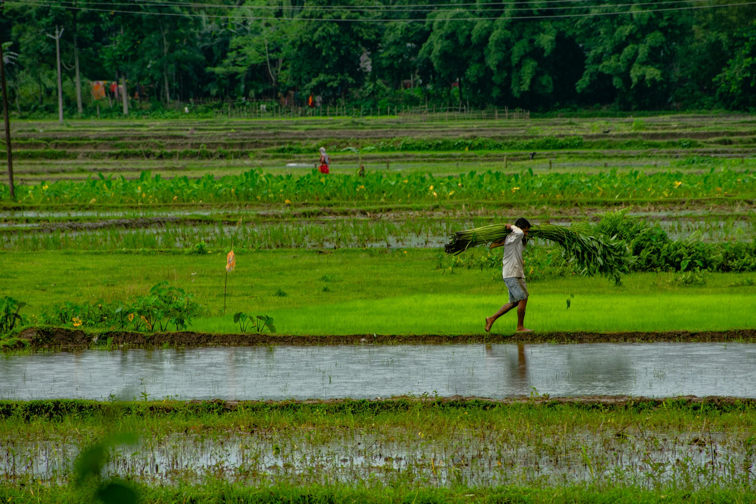 Agricoltura e Coltivazione